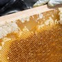 石鎚養蜂