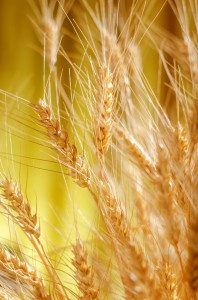 Spikelets of wheat on a blurred background.